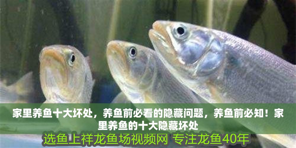 家里養(yǎng)魚十大壞處，養(yǎng)魚前必看的隱藏問題，養(yǎng)魚前必知！家里養(yǎng)魚的十大隱藏壞處