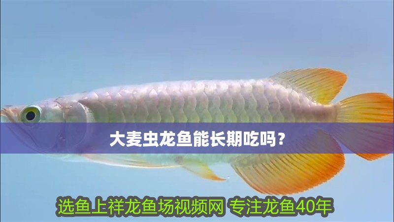 大麥蟲龍魚能長期吃嗎？