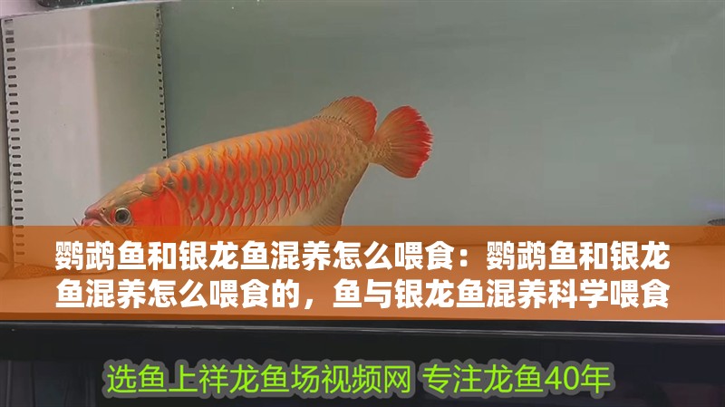 鸚鵡魚和銀龍魚混養怎么喂食：鸚鵡魚和銀龍魚混養怎么喂食的，魚與銀龍魚混養科學喂食