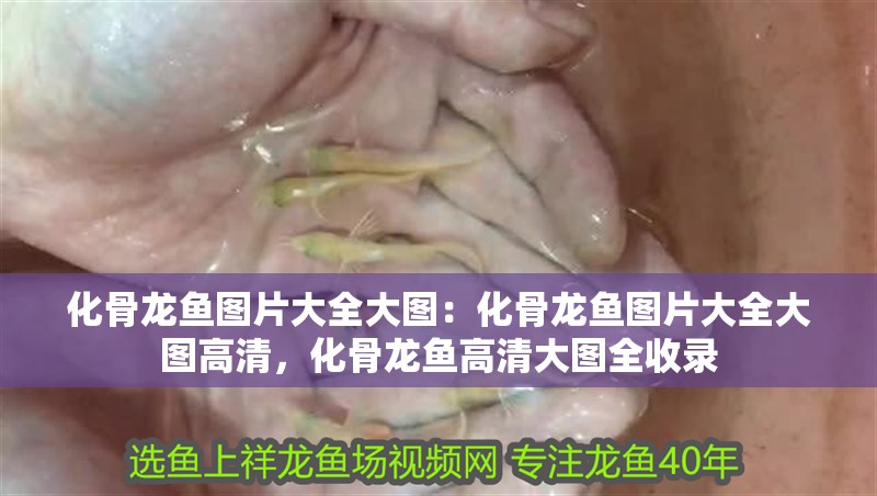 化骨龍魚圖片大全大圖：化骨龍魚圖片大全大圖高清，化骨龍魚高清大圖全收錄 化骨龍魚圖片大全大圖：化骨龍魚圖片大全大圖高清，化骨龍魚高清大圖全收錄 水族問答