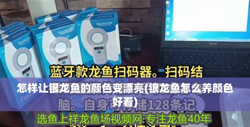 怎樣讓銀龍魚(yú)的顏色變漂亮(銀龍魚(yú)怎么養(yǎng)顏色好看)