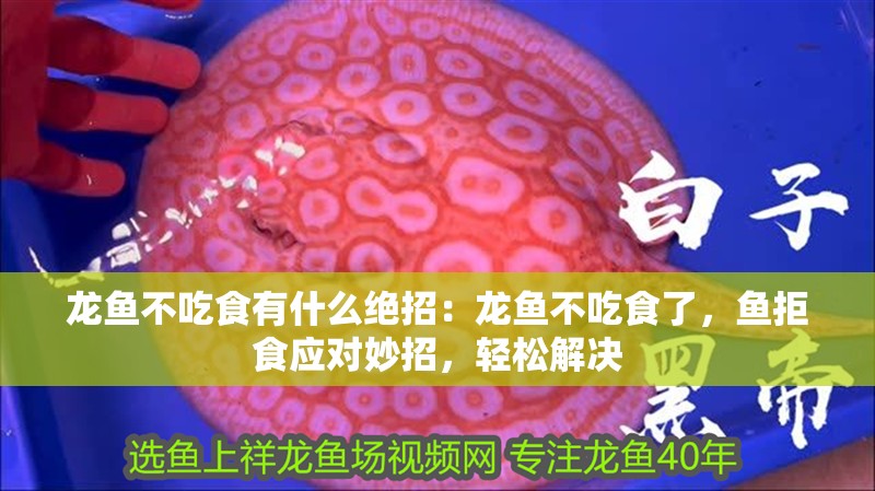 龍魚不吃食有什么絕招：龍魚不吃食了，魚拒食應對妙招，輕松解決
