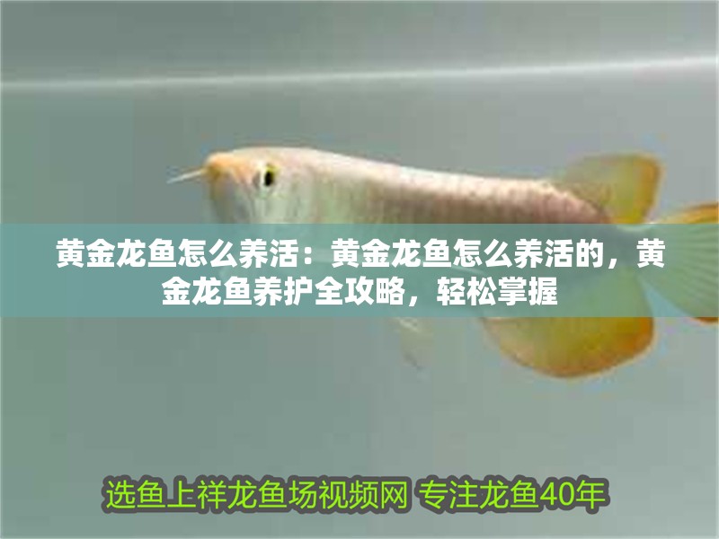 黃金龍魚怎么養(yǎng)活：黃金龍魚怎么養(yǎng)活的，黃金龍魚養(yǎng)護全攻略，輕松掌握