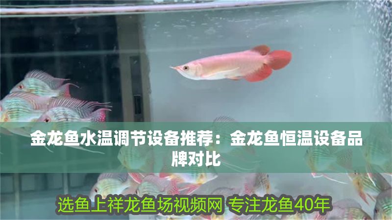 金龍魚水溫調(diào)節(jié)設(shè)備推薦：金龍魚恒溫設(shè)備品牌對(duì)比