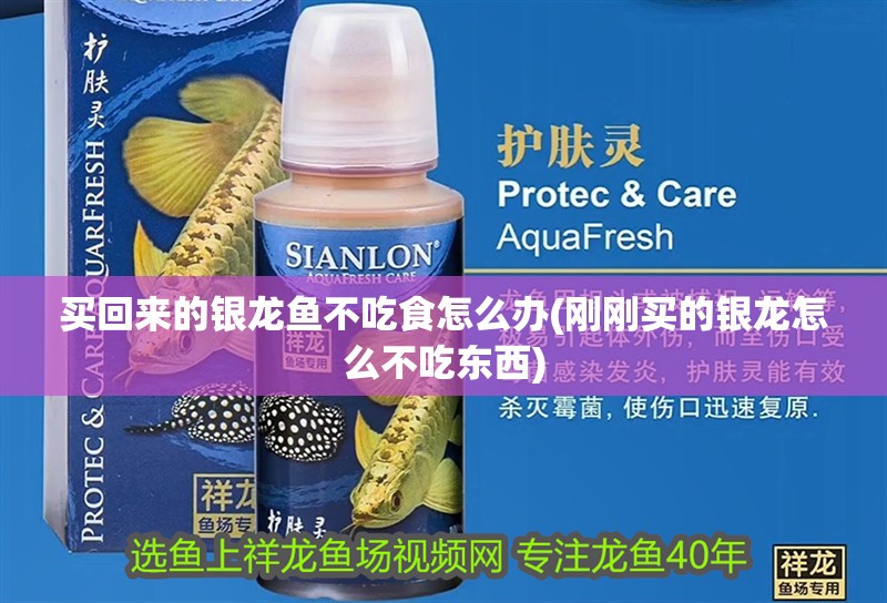 買回來的銀龍魚不吃食怎么辦(剛剛買的銀龍怎么不吃東西)