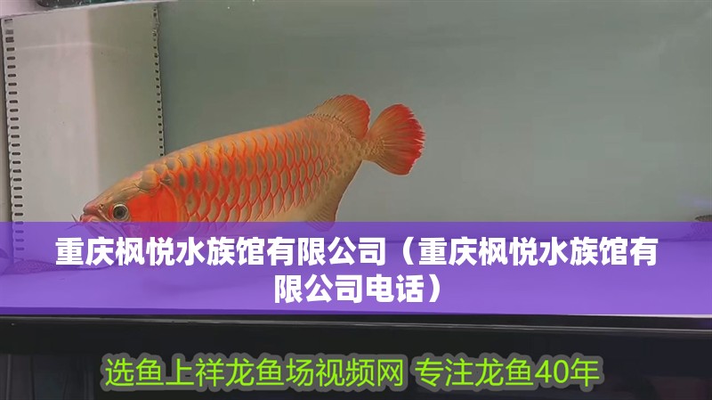 重慶楓悅水族館有限公司（重慶楓悅水族館有限公司電話）