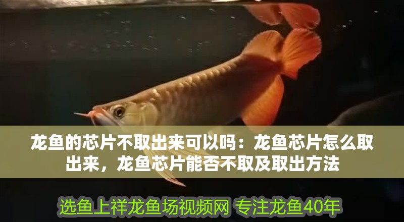 龍魚的芯片不取出來可以嗎：龍魚芯片怎么取出來，龍魚芯片能否不取及取出方法