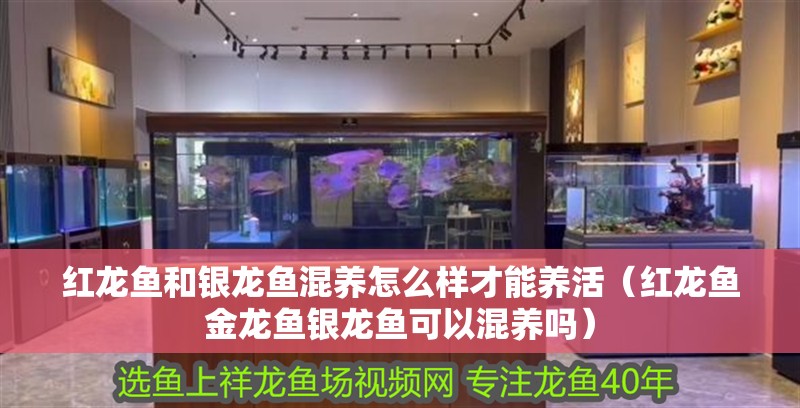 紅龍魚和銀龍魚混養怎么樣才能養活（紅龍魚金龍魚銀龍魚可以混養嗎）