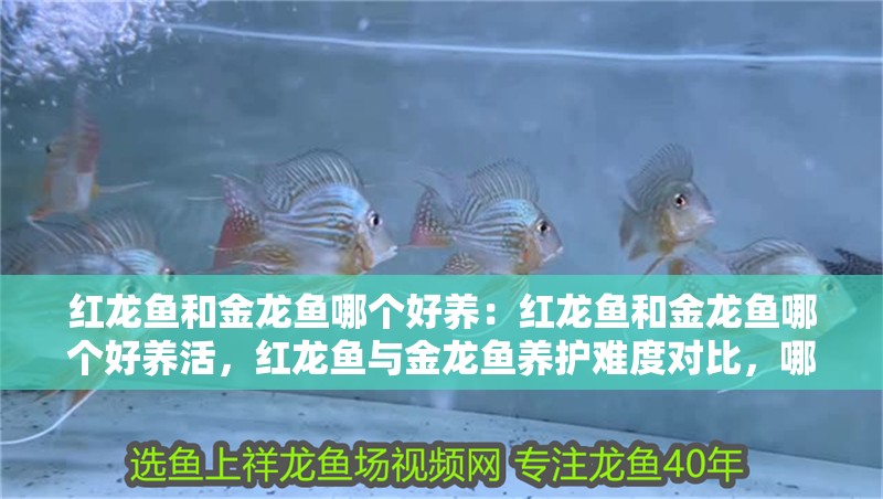 紅龍魚和金龍魚哪個好養(yǎng)：紅龍魚和金龍魚哪個好養(yǎng)活，紅龍魚與金龍魚養(yǎng)護(hù)難度對比，哪種更適合新手