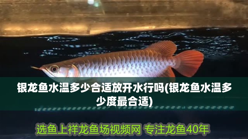 銀龍魚水溫多少合適放開水行嗎(銀龍魚水溫多少度最合適)