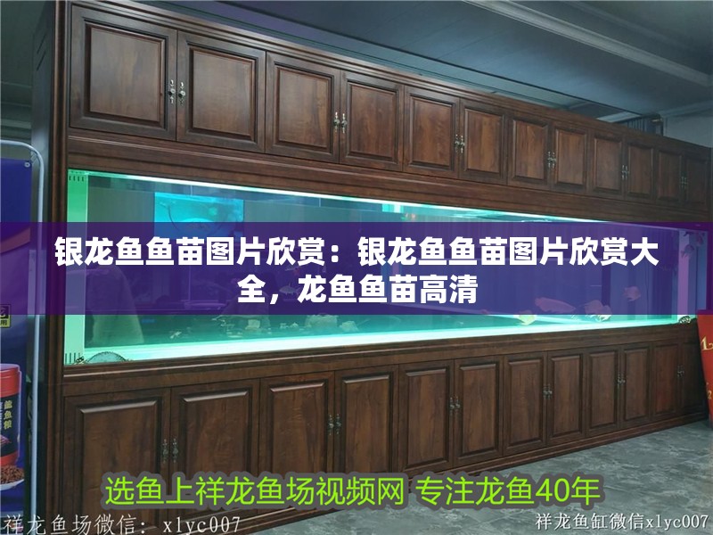 銀龍魚魚苗圖片欣賞：銀龍魚魚苗圖片欣賞大全，龍魚魚苗高清