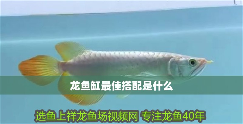 龍魚缸最佳搭配是什么