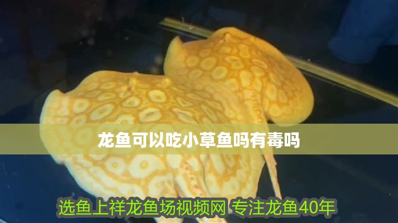 龍魚可以吃小草魚嗎有毒嗎
