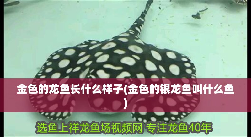 金色的龍魚長什么樣子(金色的銀龍魚叫什么魚) 金色的龍魚長什么樣子(金色的銀龍魚叫什么魚) 銀龍魚百科