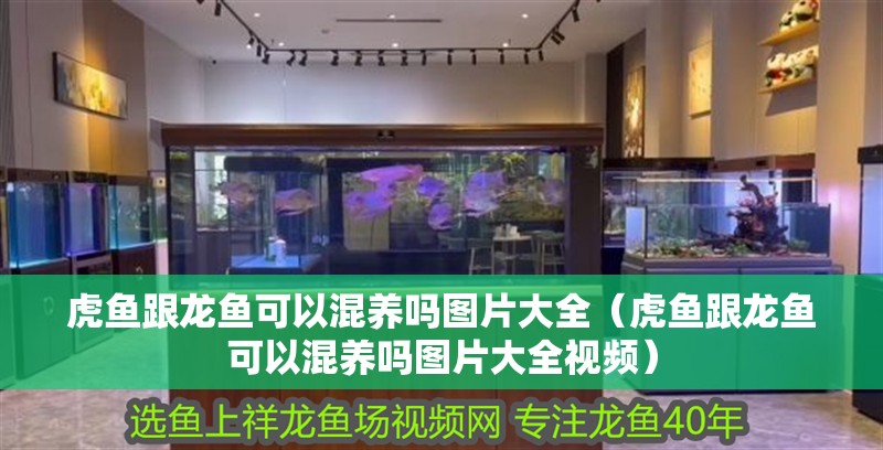 虎魚跟龍魚可以混養嗎圖片大全（虎魚跟龍魚可以混養嗎圖片大全視頻）