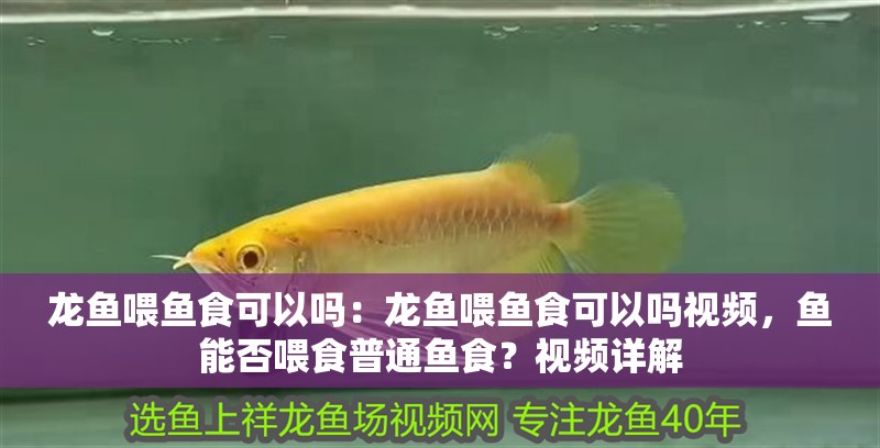 龍魚喂魚食可以嗎：龍魚喂魚食可以嗎視頻，魚能否喂食普通魚食？視頻詳解