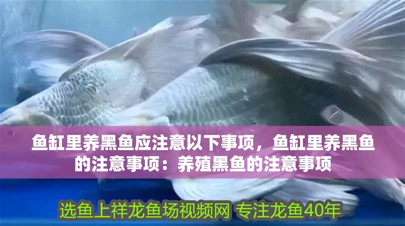 魚缸里養黑魚應注意以下事項，魚缸里養黑魚的注意事項：養殖黑魚的注意事項