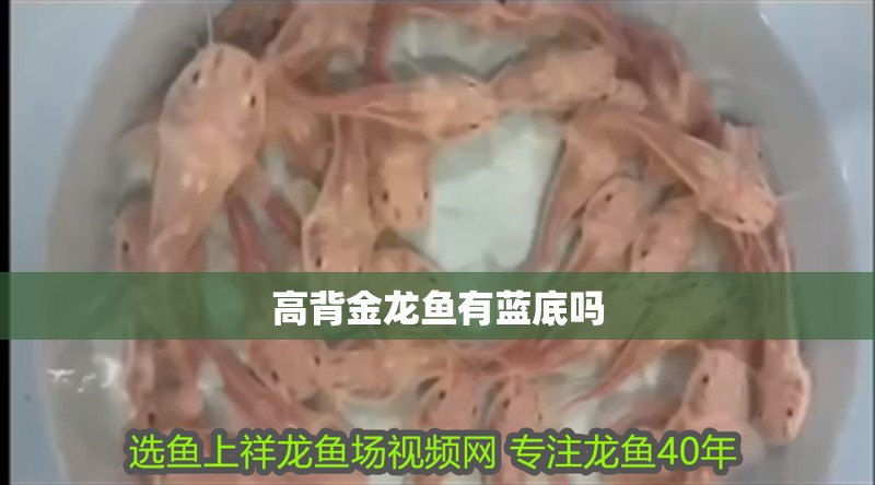 高背金龍魚有藍底嗎