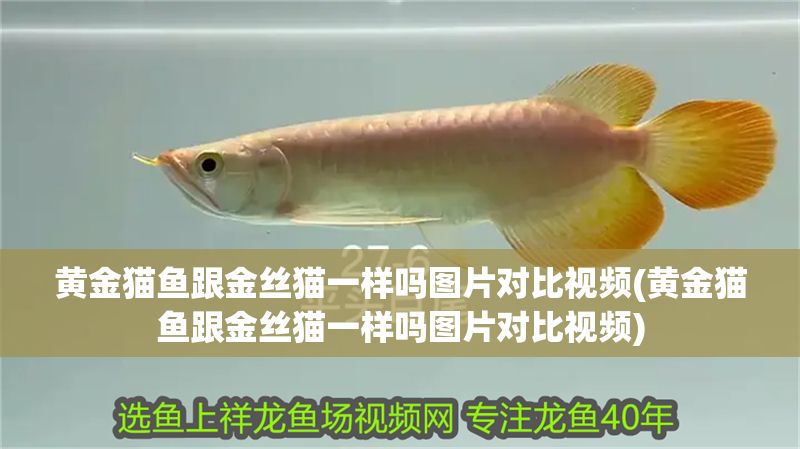 黃金貓魚跟金絲貓一樣嗎圖片對比視頻(黃金貓魚跟金絲貓一樣嗎圖片對比視頻)