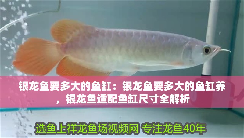 銀龍魚要多大的魚缸：銀龍魚要多大的魚缸養，銀龍魚適配魚缸尺寸全解析 銀龍魚要多大的魚缸：銀龍魚要多大的魚缸養，銀龍魚適配魚缸尺寸全解析 水族問答