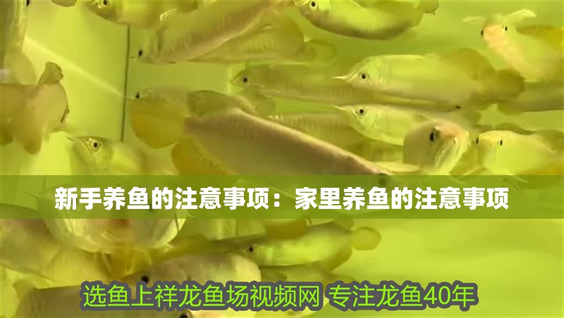 新手養魚的注意事項：家里養魚的注意事項