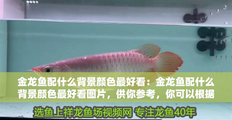 金龍魚配什么背景顏色最好看：金龍魚配什么背景顏色最好看圖片，供你參考，你可以根據需求進行選擇，，驚艷！金龍魚與絕配背景色的視覺盛宴，探尋金龍魚最美背景色，解鎖夢幻搭配密碼，金龍魚×最佳背景色，打造水族箱里的璀璨畫卷