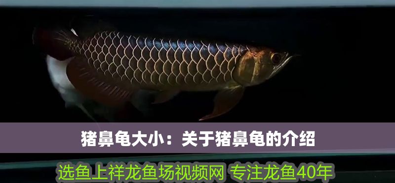 豬鼻龜大小：關于豬鼻龜的介紹