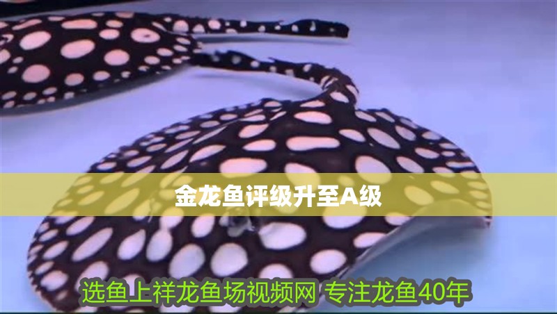 金龍魚評級升至A級