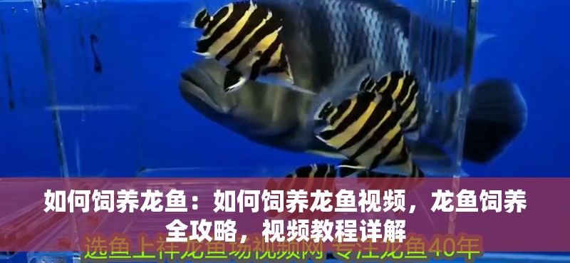 如何飼養龍魚：如何飼養龍魚視頻，龍魚飼養全攻略，視頻教程詳解