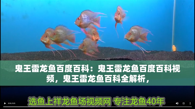 鬼王雷龍魚百度百科：鬼王雷龍魚百度百科視頻，鬼王雷龍魚百科全解析，