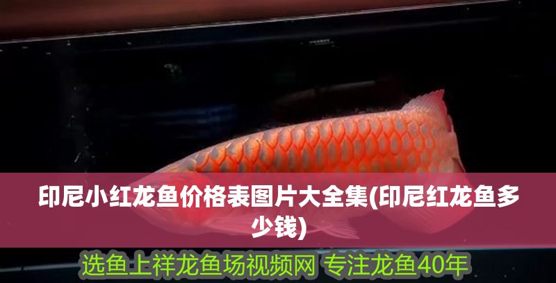 印尼小紅龍魚價格表圖片大全集(印尼紅龍魚多少錢)