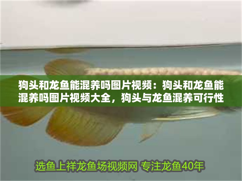 狗頭和龍魚能混養(yǎng)嗎圖片視頻：狗頭和龍魚能混養(yǎng)嗎圖片視頻大全，狗頭與龍魚混養(yǎng)可行性全解析，圖片視頻大全