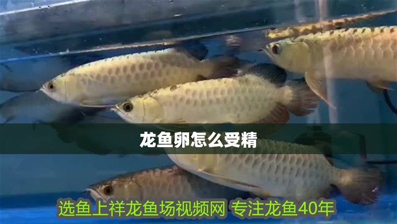 龍魚卵怎么受精