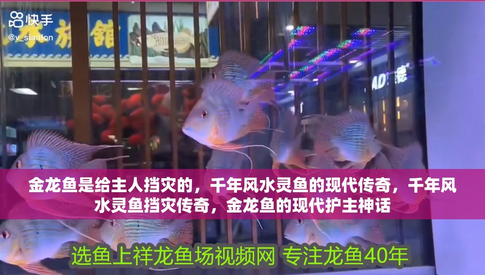金龍魚是給主人擋災的，千年風水靈魚的現代傳奇，千年風水靈魚擋災傳奇，金龍魚的現代護主神話