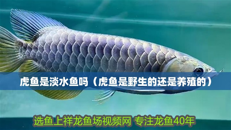 虎魚是淡水魚嗎（虎魚是野生的還是養(yǎng)殖的）