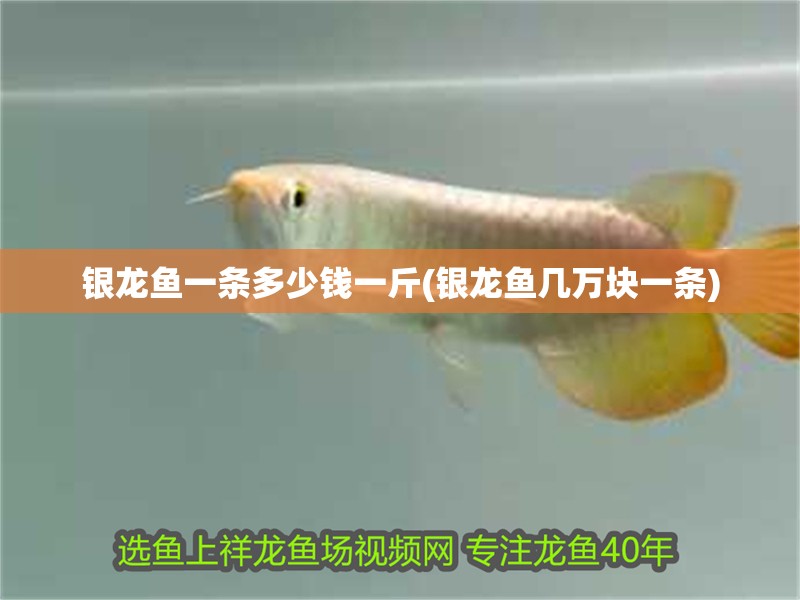 銀龍魚一條多少錢一斤(銀龍魚幾萬塊一條)