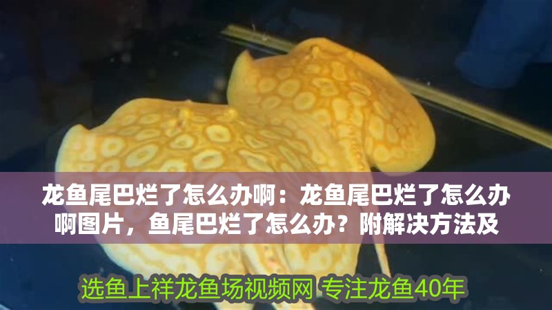 龍魚尾巴爛了怎么辦啊：龍魚尾巴爛了怎么辦啊圖片，魚尾巴爛了怎么辦？附解決方法及