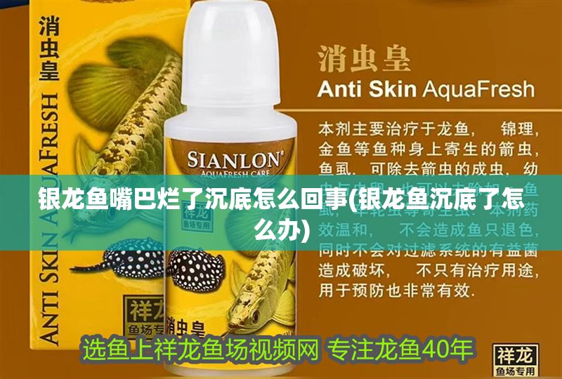 銀龍魚嘴巴爛了沉底怎么回事(銀龍魚沉底了怎么辦)