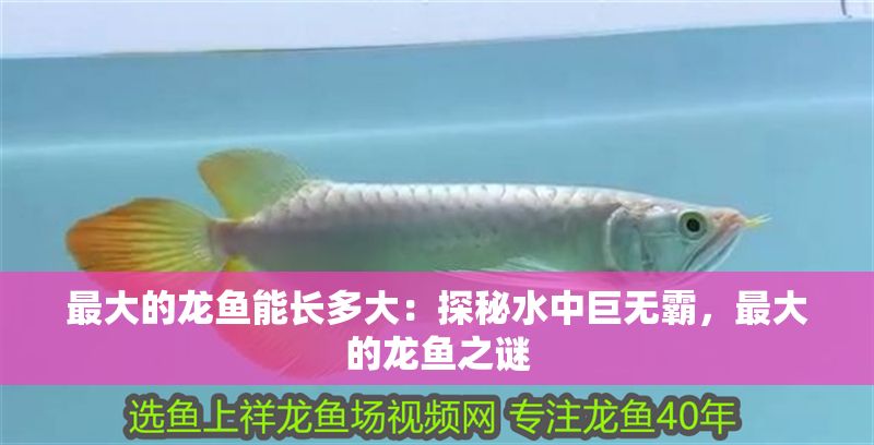 最大的龍魚能長多大：探秘水中巨無霸，最大的龍魚之謎