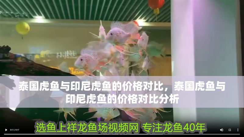 泰國虎魚與印尼虎魚的價格對比，泰國虎魚與印尼虎魚的價格對比分析