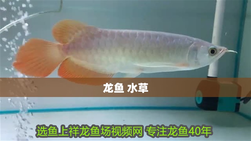 龍魚 水草