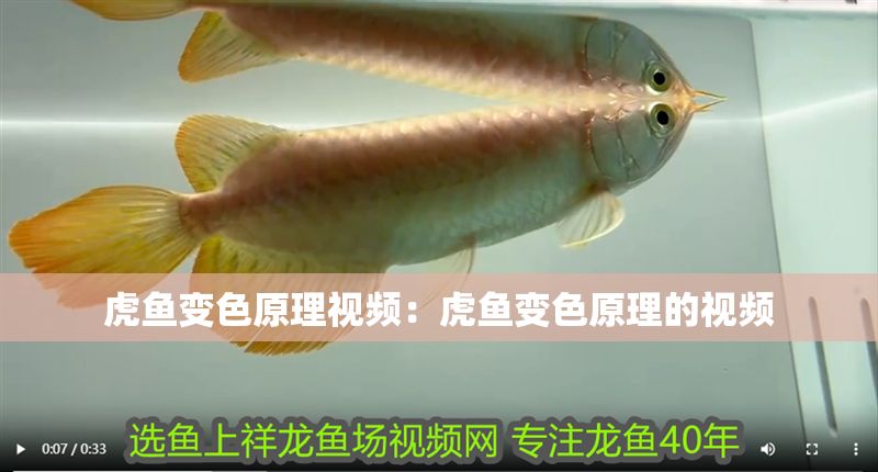 虎魚變色原理視頻：虎魚變色原理的視頻