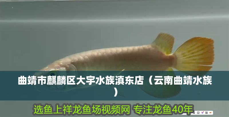 曲靖市麒麟區大宇水族滇東店（云南曲靖水族）