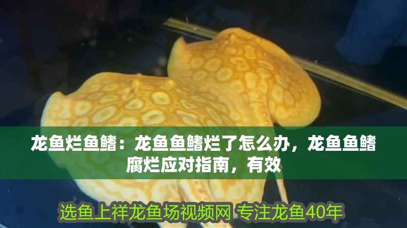 龍魚爛魚鰭：龍魚魚鰭爛了怎么辦，龍魚魚鰭腐爛應對指南，有效