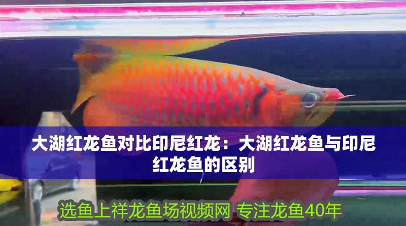龍魚缸選擇什么牌子好一點，龍魚缸品牌選擇指南