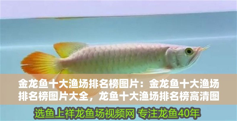 金龍魚十大漁場排名榜圖片：金龍魚十大漁場排名榜圖片大全，龍魚十大漁場排名榜高清圖
