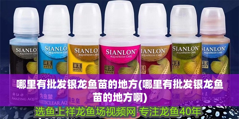 哪里有批發銀龍魚苗的地方(哪里有批發銀龍魚苗的地方啊)