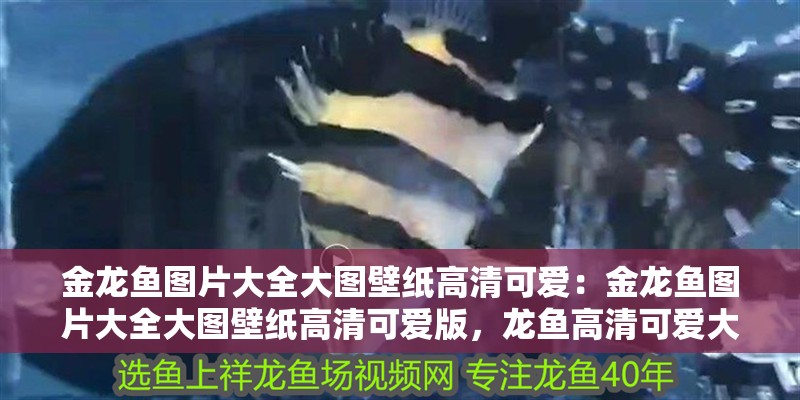 金龍魚圖片大全大圖壁紙高清可愛：金龍魚圖片大全大圖壁紙高清可愛版，龍魚高清可愛大