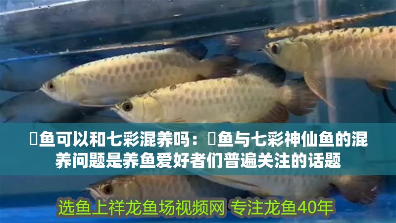 魟魚可以和七彩混養嗎：魟魚與七彩神仙魚的混養問題是養魚愛好者們普遍關注的話題