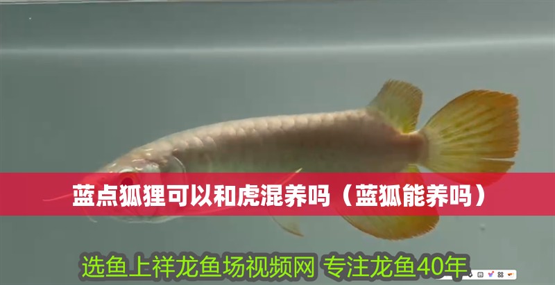 藍點狐貍可以和虎混養嗎（藍狐能養嗎）